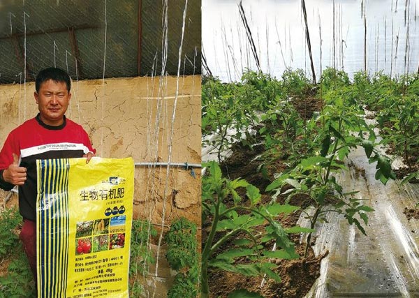 五原縣沃豐有機(jī)肥在銀歲橋種植禮品綠柿子