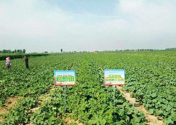 2018年五原沃豐生物有機(jī)肥塔爾湖金聯(lián)4隊蜜瓜示范田