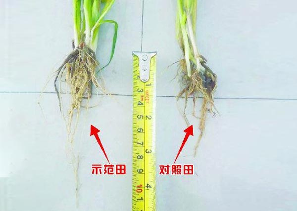 沃豐生物有機(jī)肥小麥種肥同穴示范田