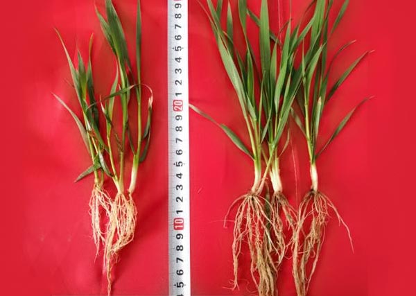 11 沃豐生物有機肥小麥?zhǔn)痉短锉瘸Ｒ?guī)肥小麥分孽數(shù)多，根系長，株高高2cm.jpg